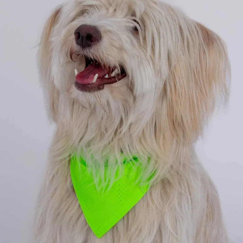 Bandana réfléchissant pour chien GOFLUO