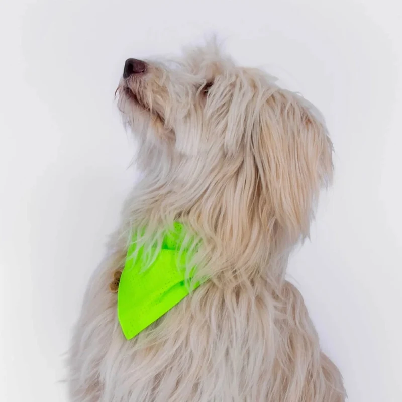 Bandana réfléchissant pour chien GOFLUO