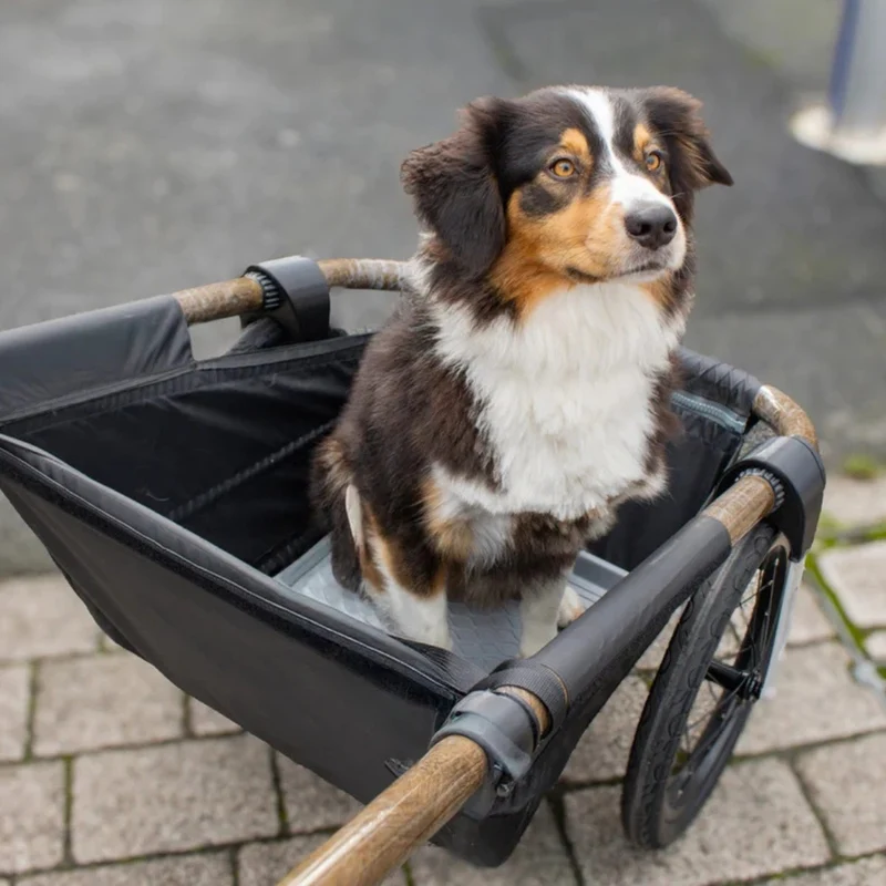 Laisse de sécurité pour chien et remorque vélo Maïna Globe For You